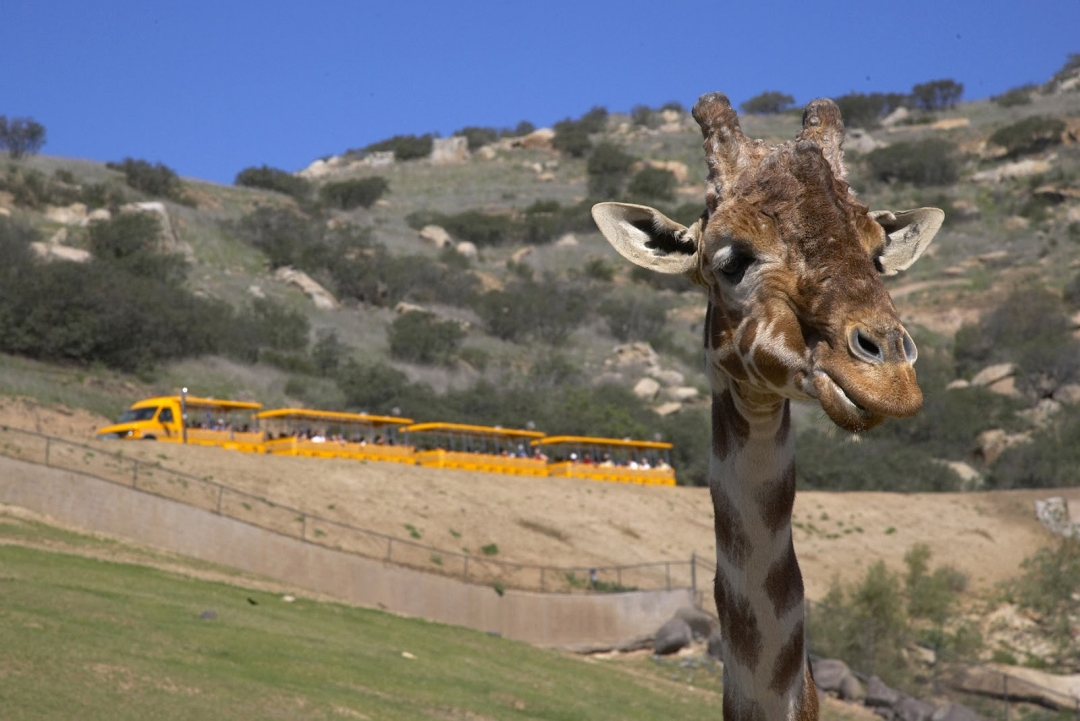 San Diego Safari Park Discount - aRes Travel