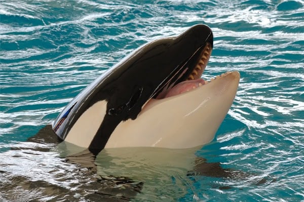 SeaWorld® San Antonio Discounts