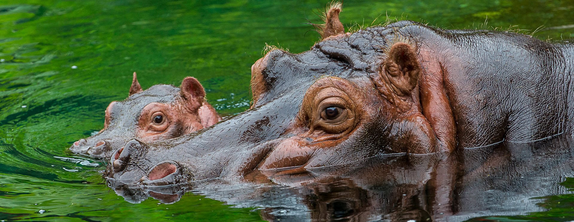 San Diego Zoo Hippos