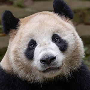 San Diego Zoo