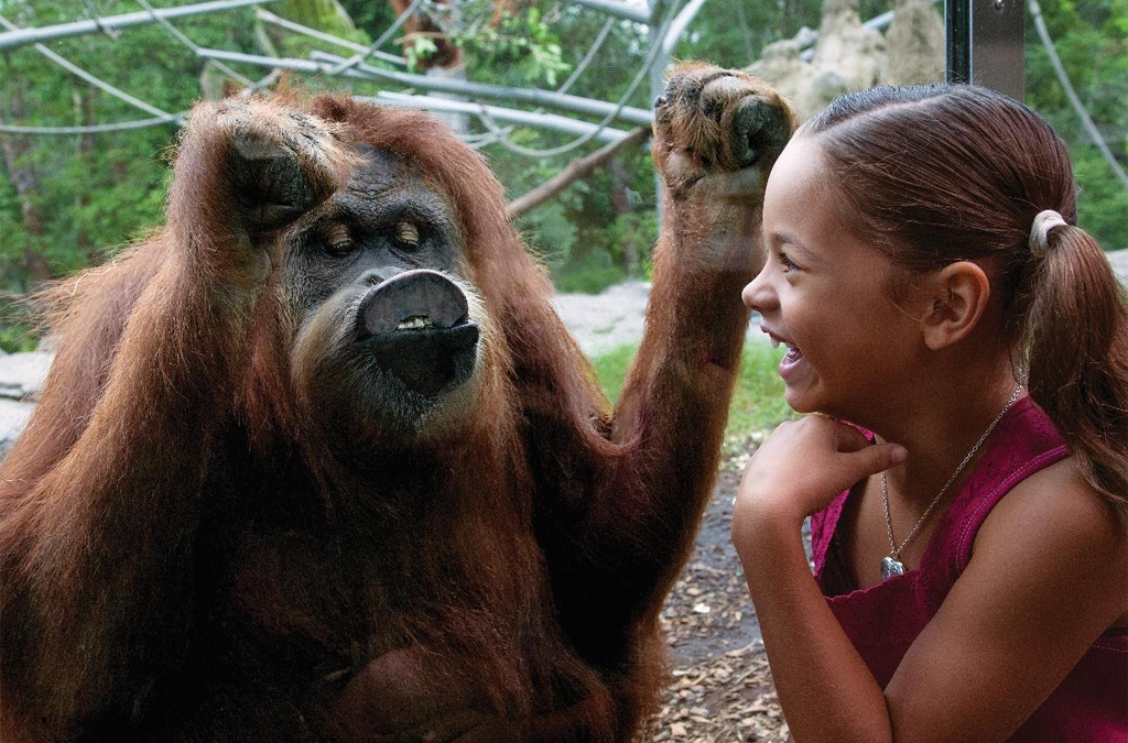 How to Plan Your Day at the San Diego Zoo